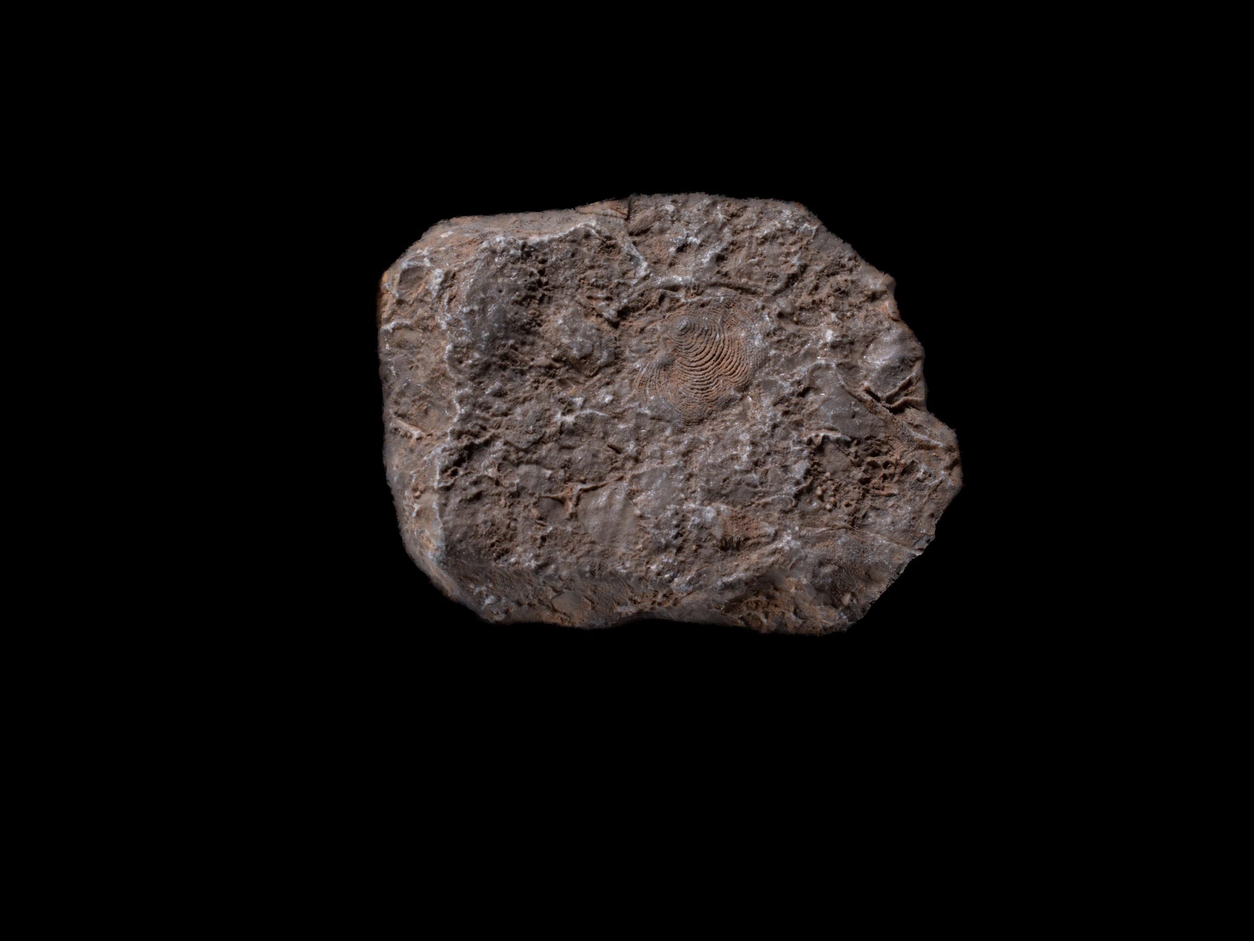 Ellipsactinia (Giurassico Superiore – Cretacico Inferiore), Calcari di scogliera, Piano Battaglia