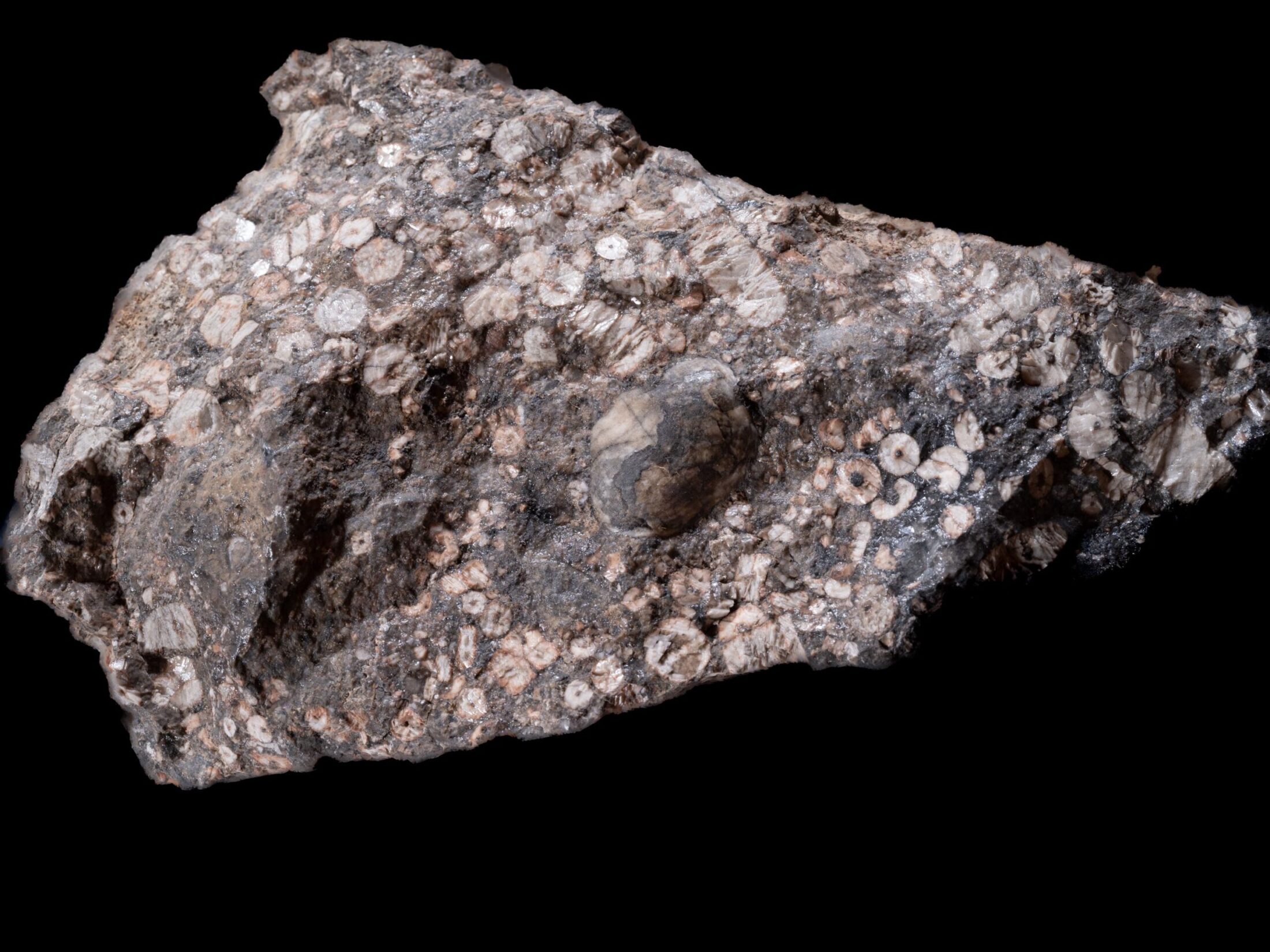 Crinoidi (Giurassico Superiore – Cretaceo Inferiore)