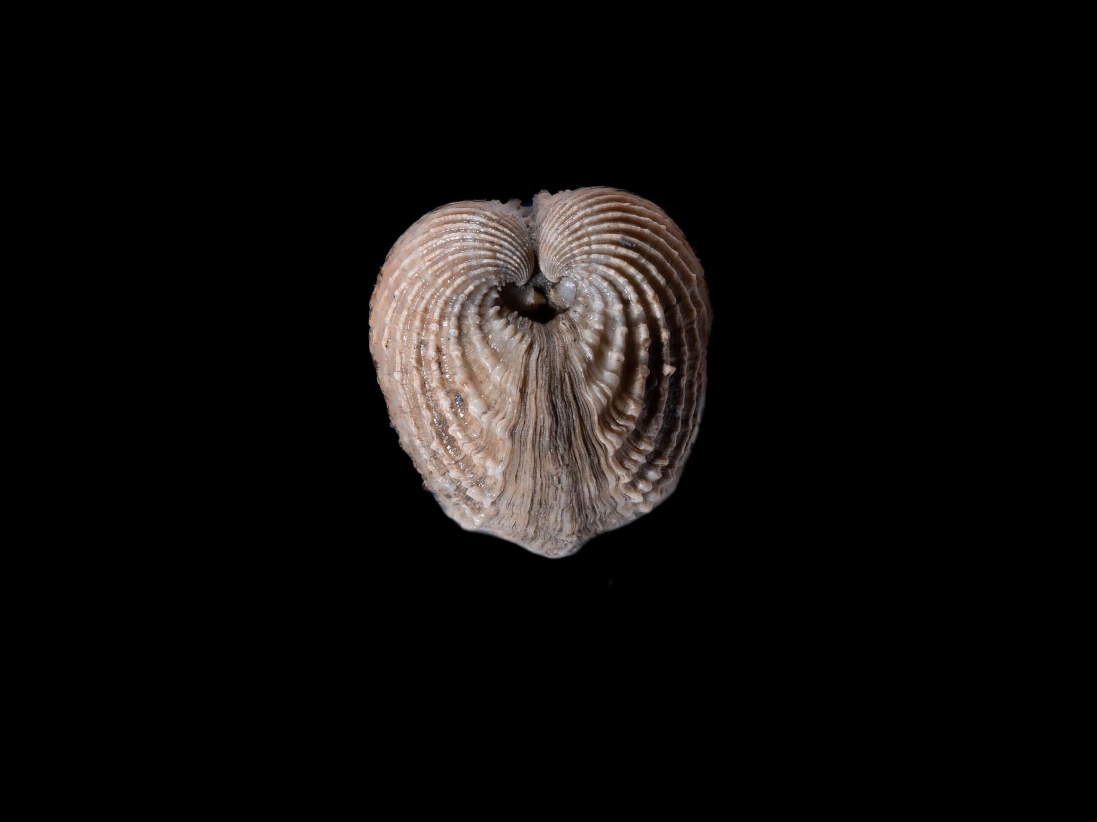 Cardium p. (Eocene), Petralia Sottana