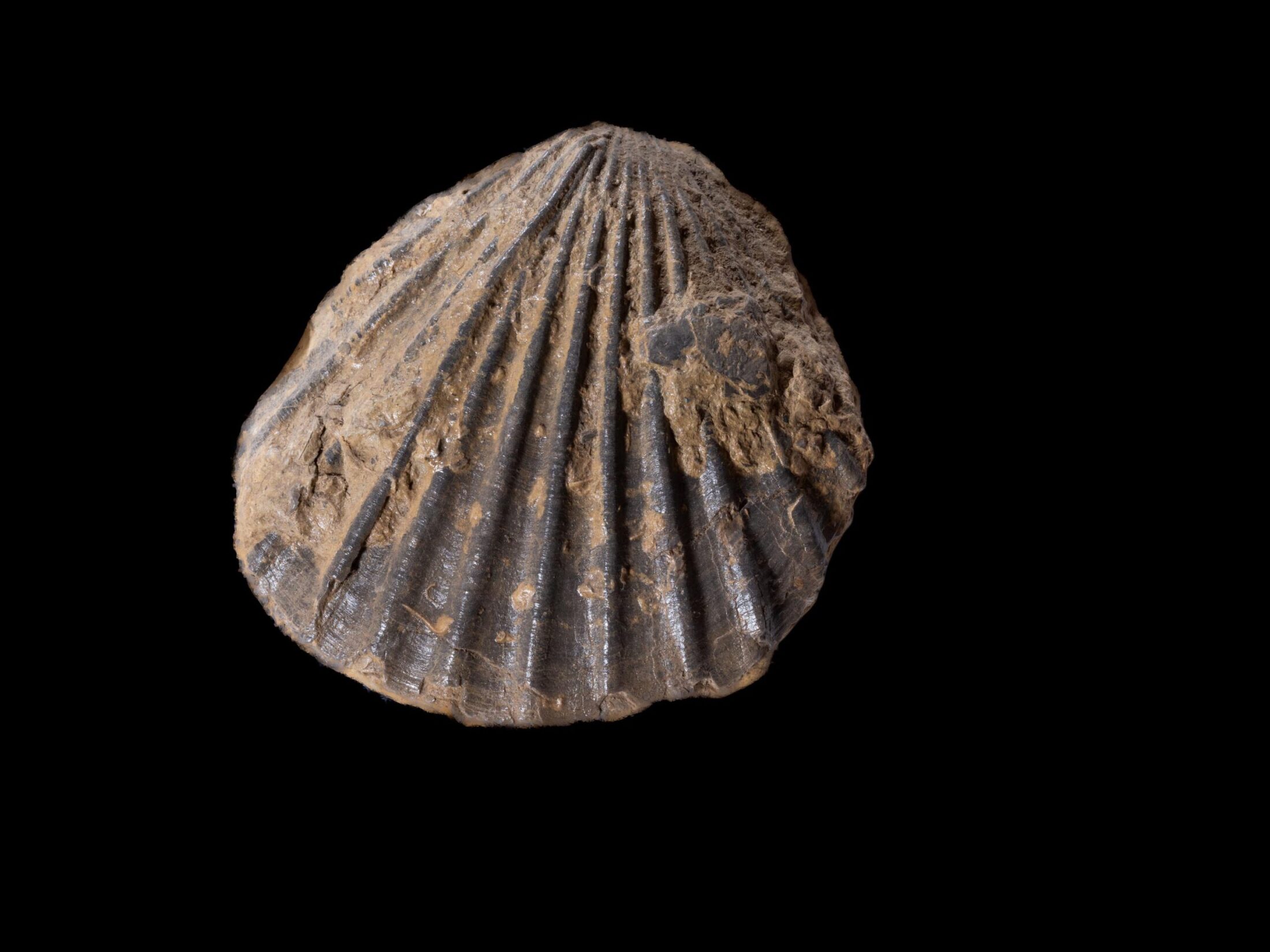 Bivalve (Cretacico – Cenomaniano in “facies Africana”), Caltavuturo