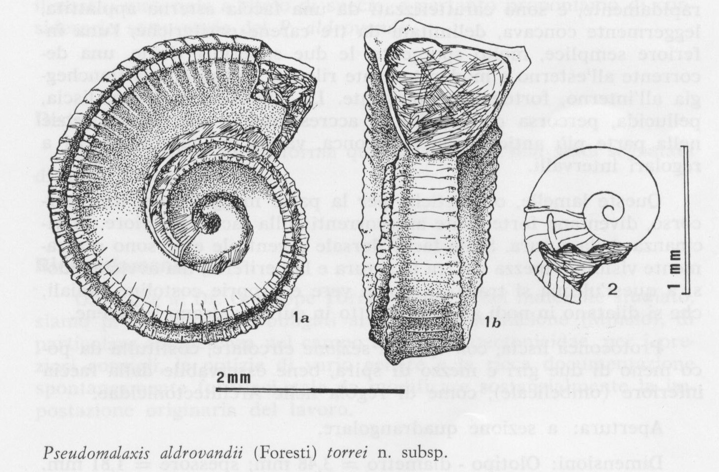 Specie fossilifere nuove alla cui scoperta G. Torre contribuì in maniera determinante